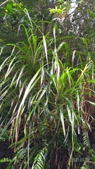 Freycinetia formosana