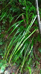 Freycinetia formosana