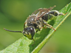 Macropis fulvipes