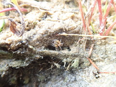 Anoteropsis litoralis