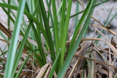 Cladium procerum