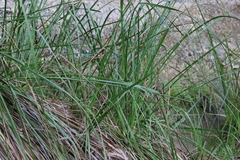 Cladium procerum