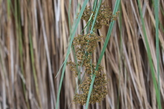 Cladium procerum