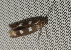 Scythris scopolella