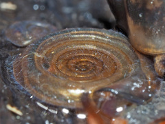 Anisus vortex image