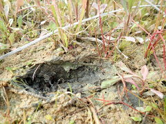 Anoteropsis litoralis