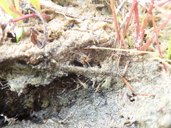 Anoteropsis litoralis