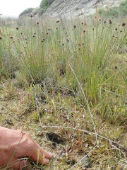 Anoteropsis litoralis