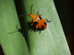 Stethopachys formosa