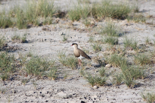 Diadeemkievit (Vanellus coronatus)
