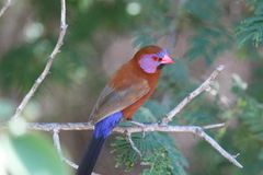 Violet-Eared Waxbill photo 2