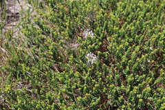 Pelargonium auritum carneum