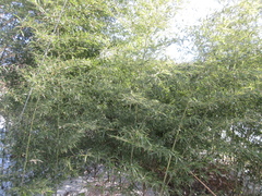 Phyllostachys bambusoides