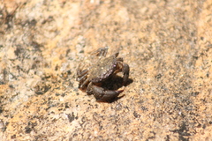Ozius truncatus