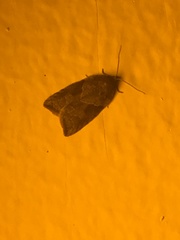 Acleris maccana