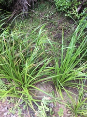 Carex geminata