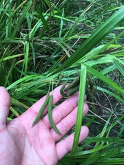 Carex geminata