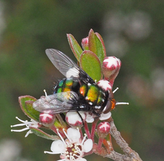 Amenia chrysame