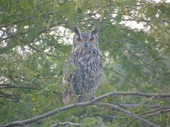 Bubo bengalensis