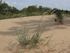 Agropyron dasyanthum