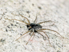Pardosa falcata