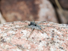 Pardosa falcata