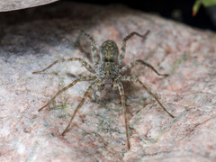 Pardosa falcata