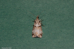 Eudonia periphanes