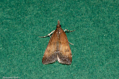 Eudonia asterisca
