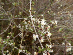 Olearia virgata