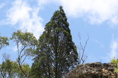 Callitris endlicheri