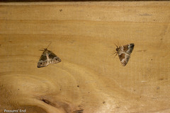 Pseudocoremia pergrata