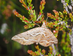 Melitulias graphicata