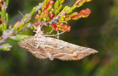 Melitulias graphicata