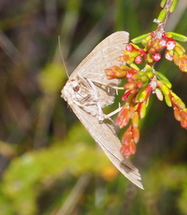 Melitulias graphicata