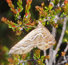 Melitulias graphicata