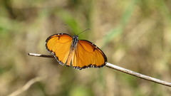 Danaus chrysippus dorippus