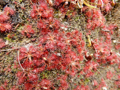Drosera spatulata