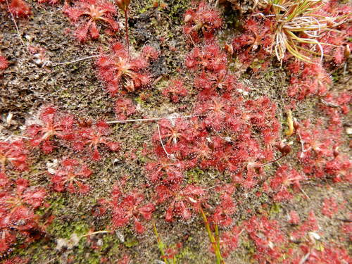 Drosera spatulata
