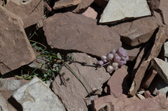 Didymophysa fedtschenkoana