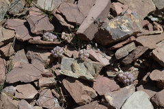 Didymophysa fedtschenkoana