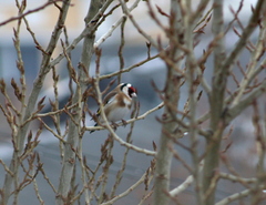 Carduelis carduelis