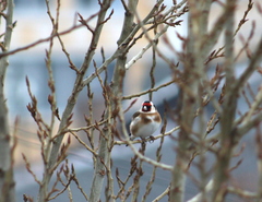 Carduelis carduelis
