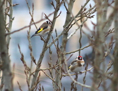 Carduelis carduelis