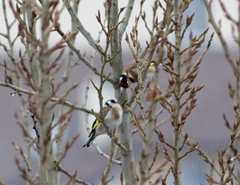 Carduelis carduelis