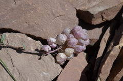 Didymophysa fedtschenkoana