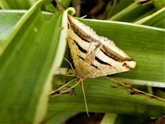 Chiasmia subcurvaria