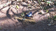 Charaxes cithaeron nairobicus