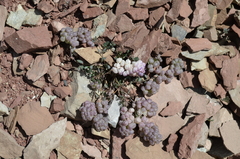 Didymophysa fedtschenkoana