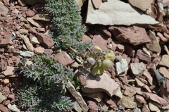 Corydalis fedtschenkoana